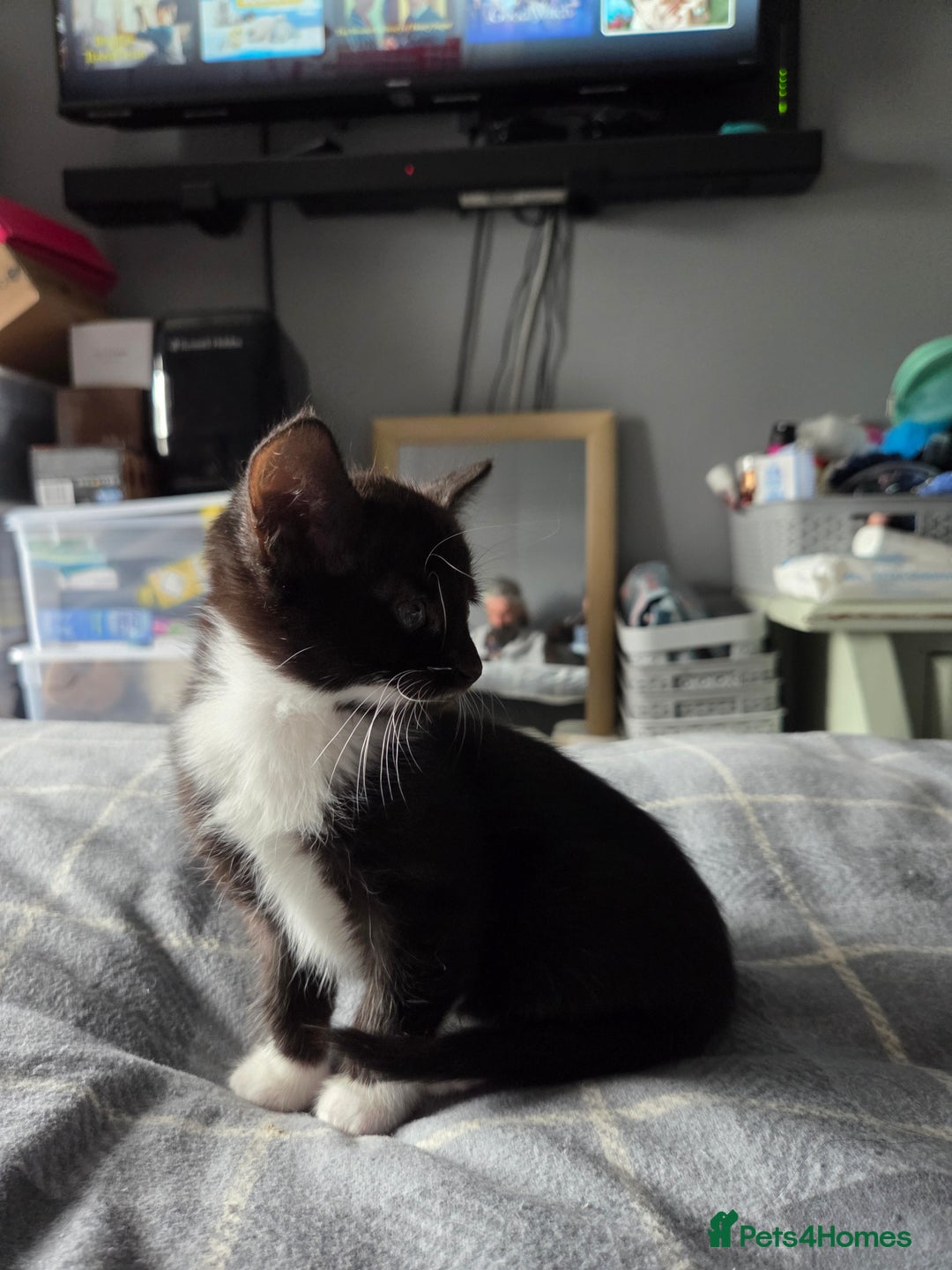 British Longhair cats for sale: 3 kittens looking for forever homes - Image 3