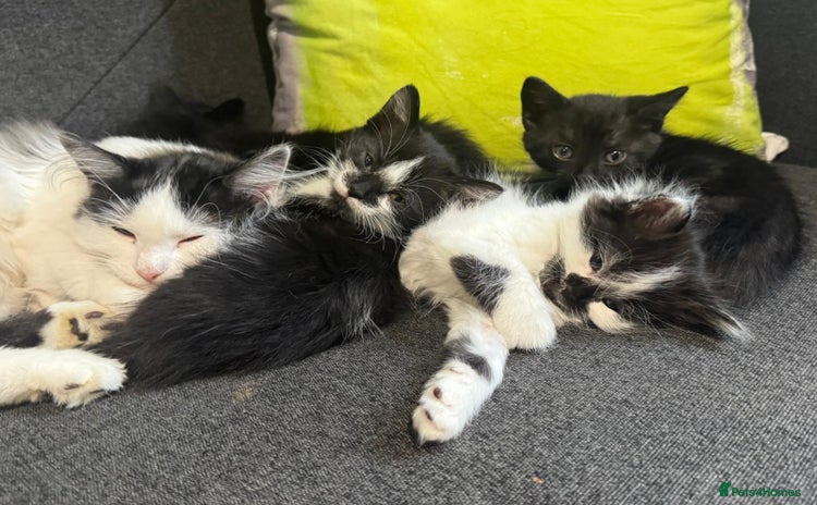 Mixed Breed cats - Advert 5
