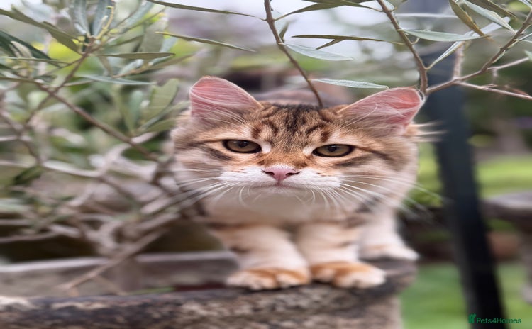 Siberian cats - Advert 1