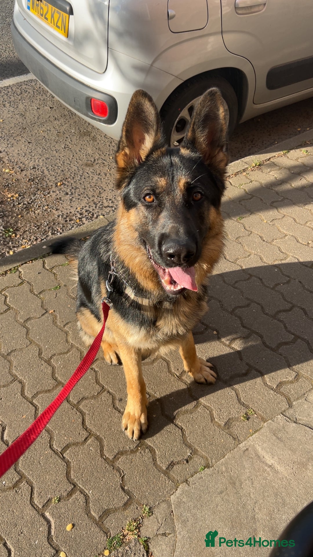 German Shepherd dogs for sale: Almost 2 year old boy for sale - Advert 4