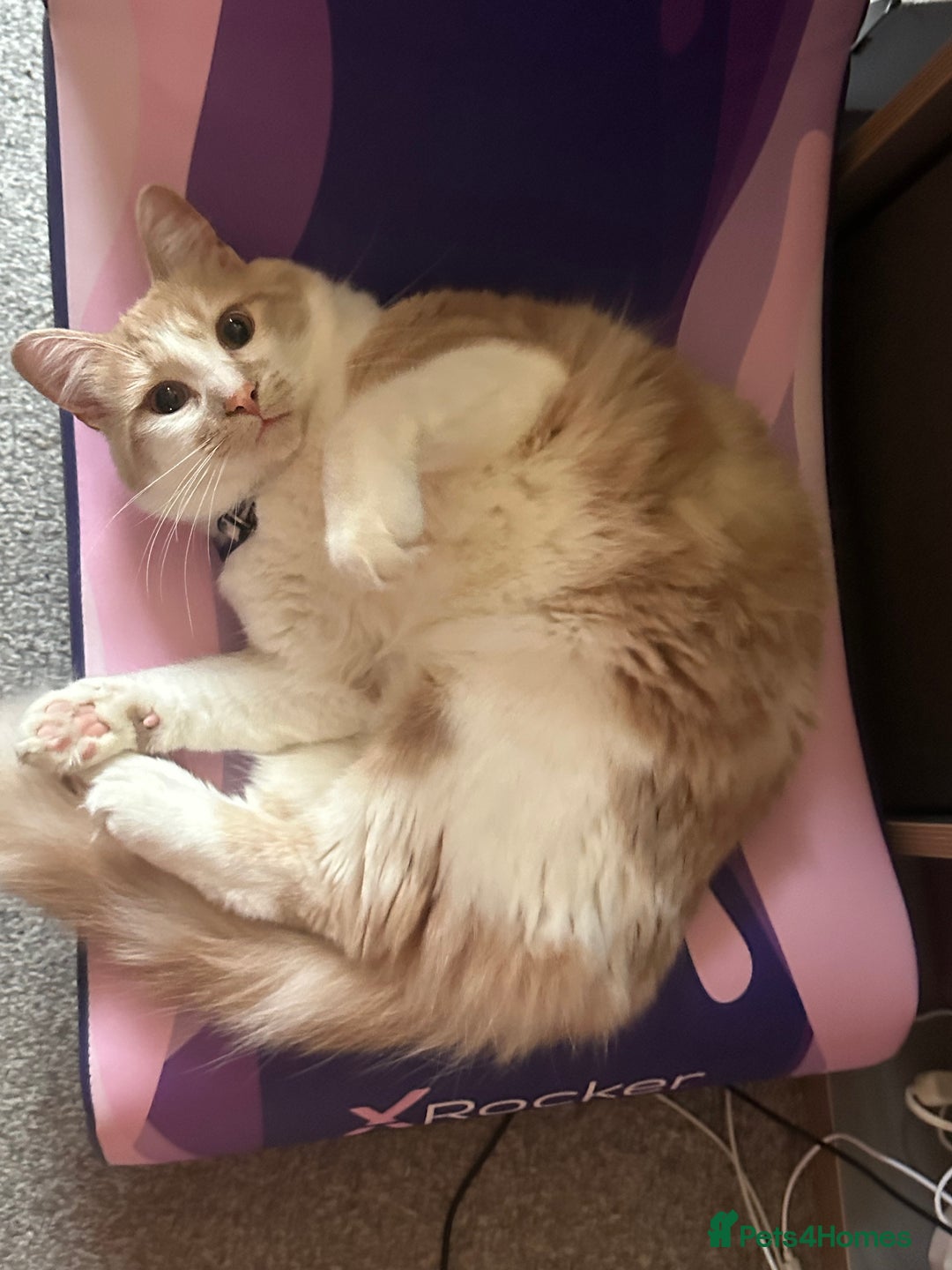 Mixed Breed cats for sale: Beautiful and affectionate 1 year old male - Advert 24