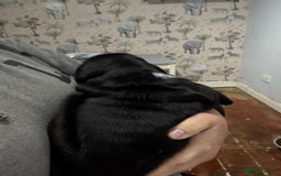 Mixed Breed dogs for sale: Chunky boys - Advert 10