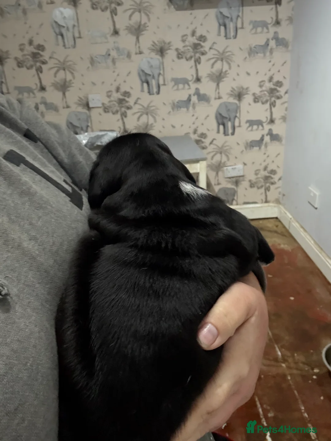 Mixed Breed dogs for sale: Chunky boys - Advert 10