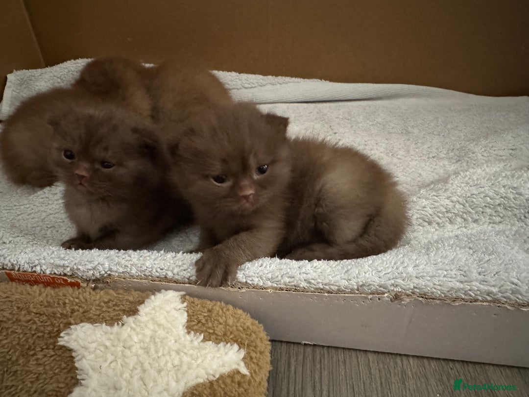 British Shorthair cats for sale: 🤎 British Shorthair Cinnamon Kittens🤎 - Image 13