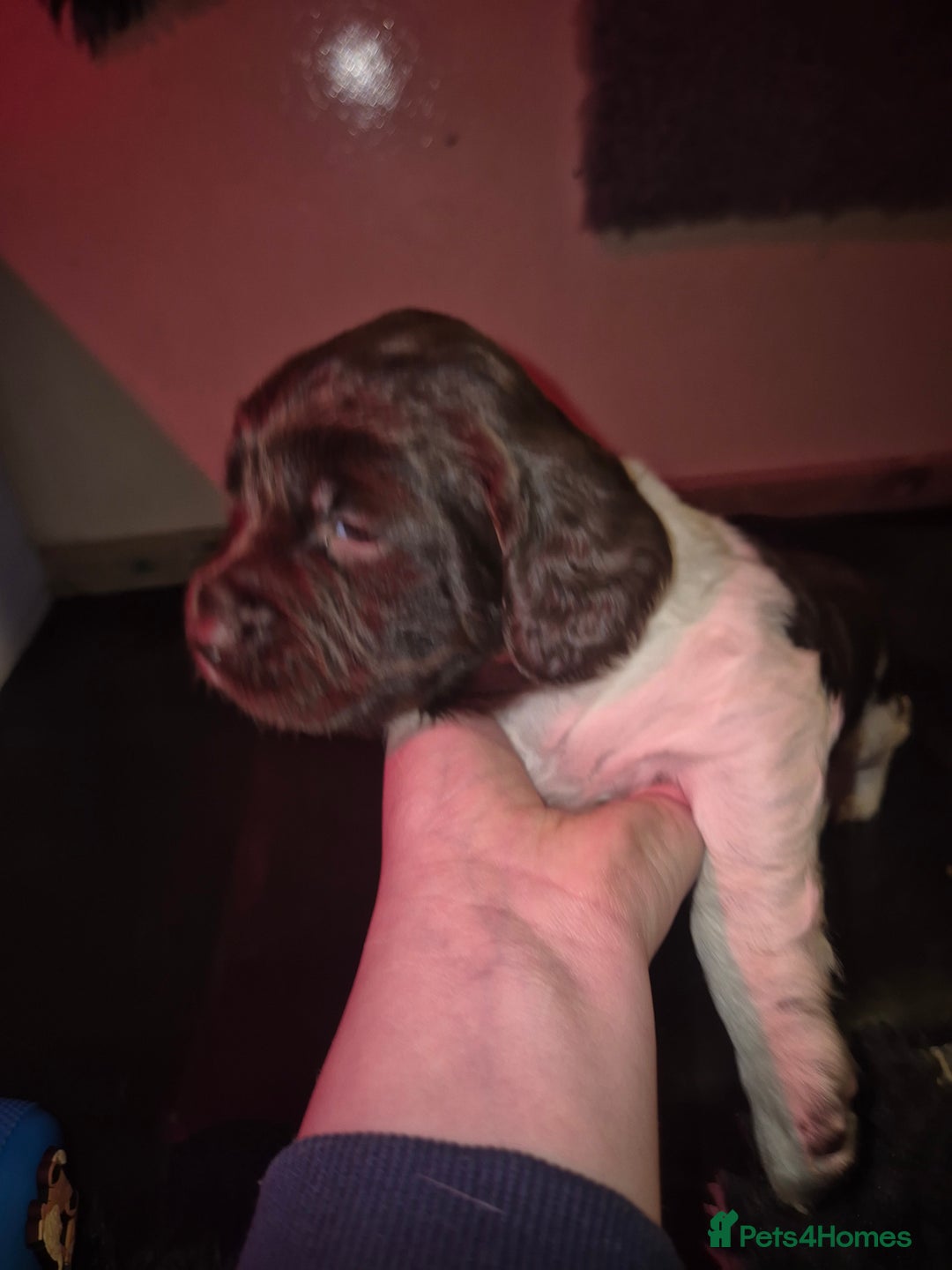 English Springer Spaniel dogs for sale: KC registered springer pups - Advert 4