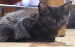 Mixed Breed cats for sale: 2 beautiful female kittens for sale - Image 13