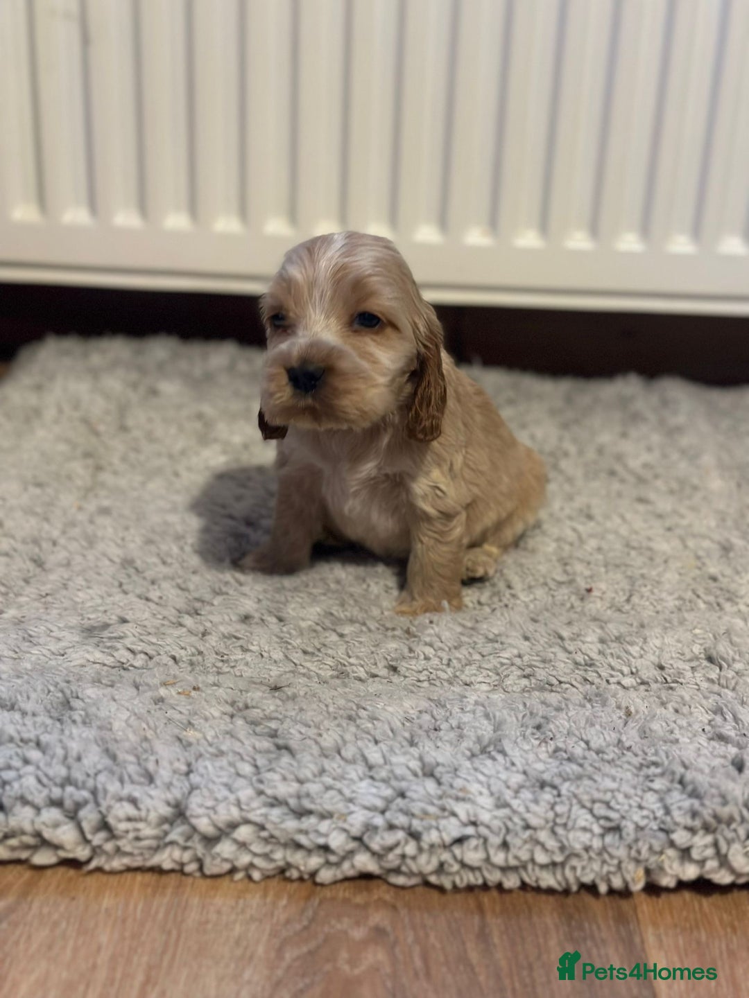 Cocker Spaniel dogs for sale: 🌟STUNNING SHOW COCKER SPANIEL BABIES🌟1 Boy left  - Advert 18