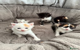 Mixed Breed cats for sale: Half Sphynx  - Image 8