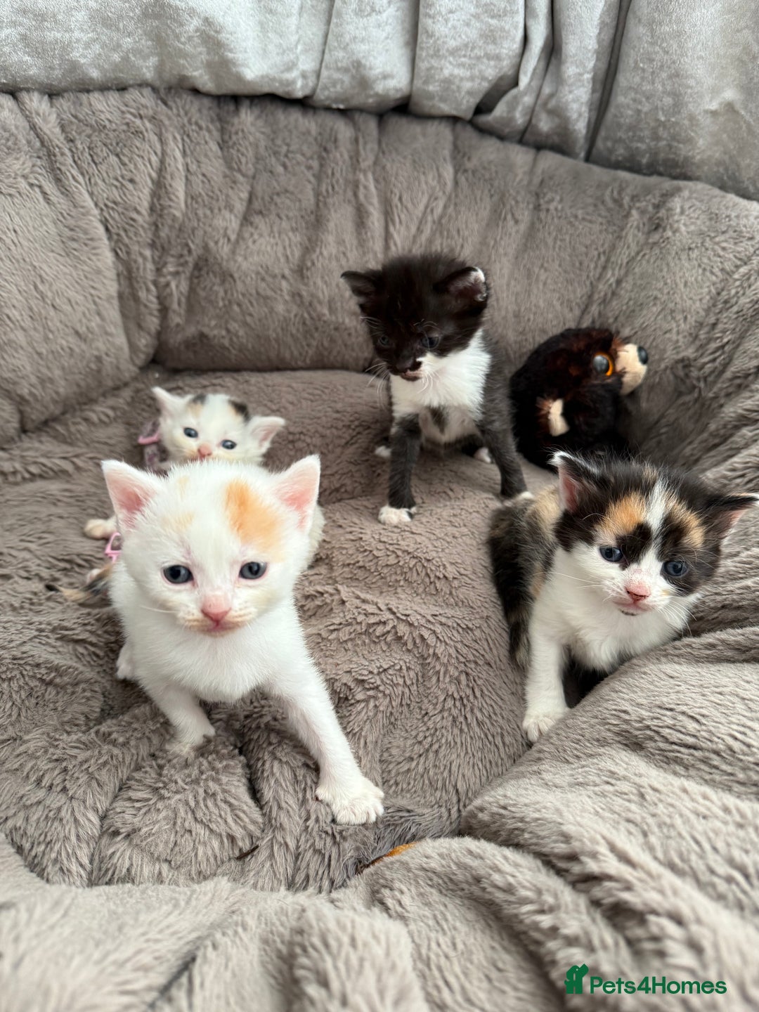 Mixed Breed cats for sale: Half Sphynx  - Image 8