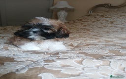 Shih Tzu dogs for sale: Shih tzu puppies boys and girls  - Image 2