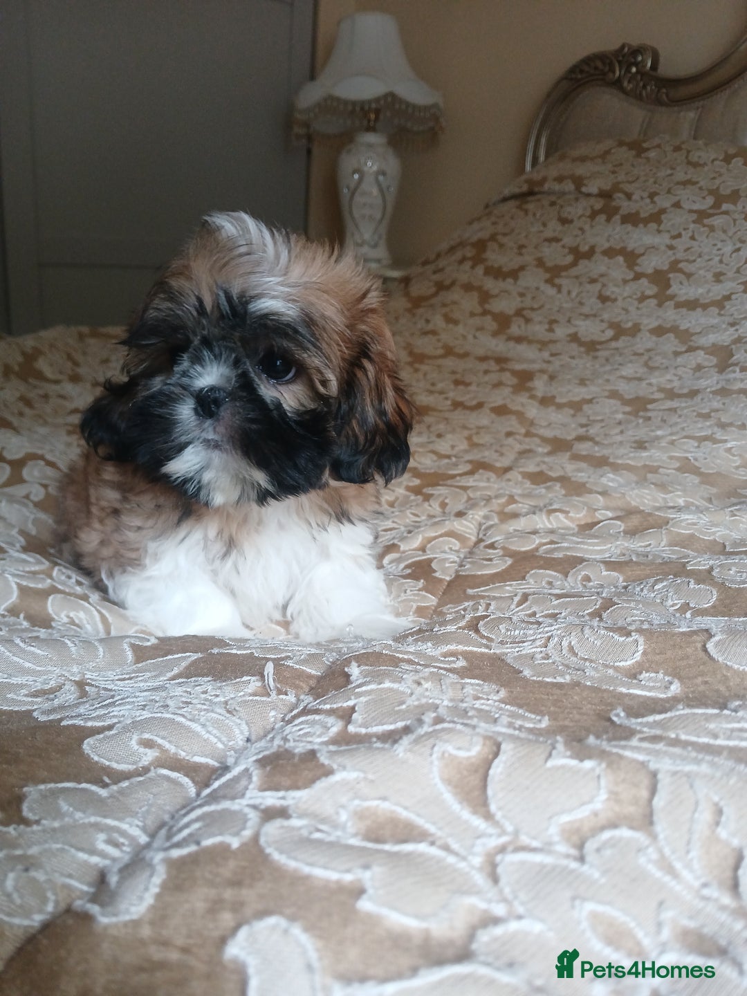 Shih Tzu dogs for sale: Shih tzu puppies boys and girls  - Image 2