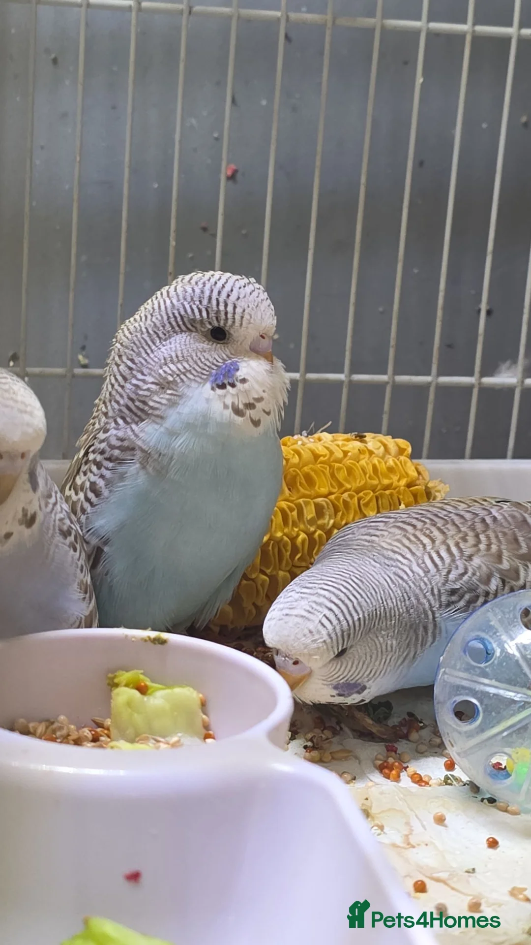 Budgerigars birds for sale: Baby budgies for sale  - Advert 6