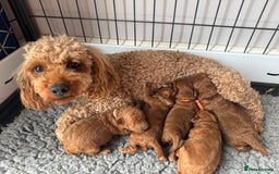 Toy Poodle dogs for sale: EXTENSIVE HEALTH TEST KC RED TOY POODLES LICENSED - Image 4