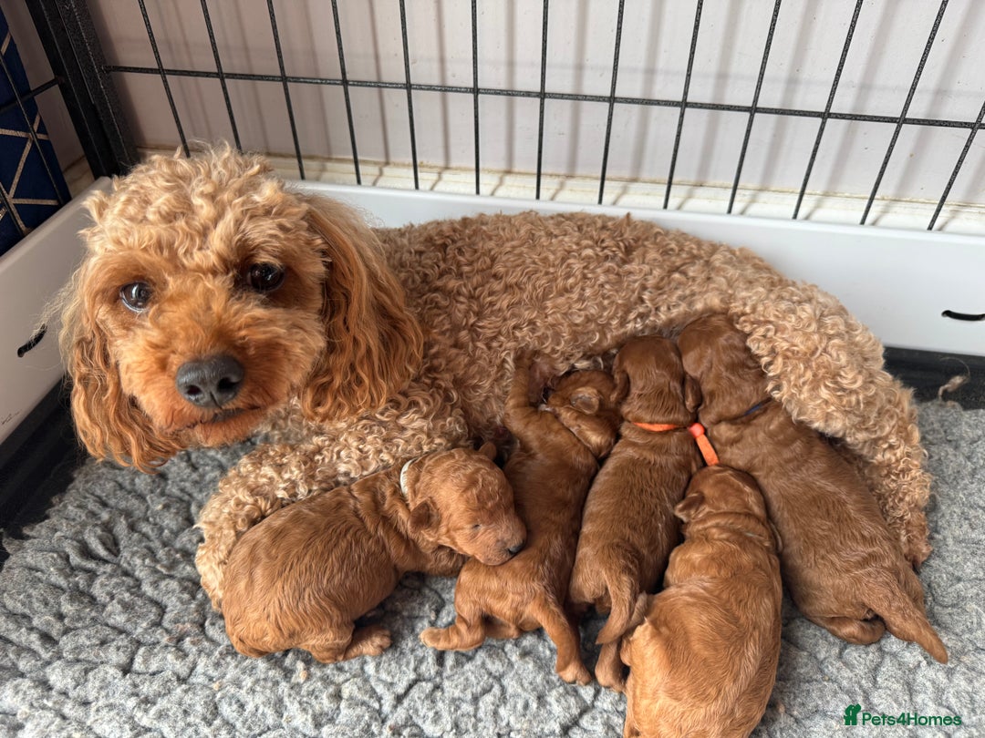 Toy Poodle dogs for sale: EXTENSIVE HEALTH TEST KC RED TOY POODLES LICENSED - Image 4