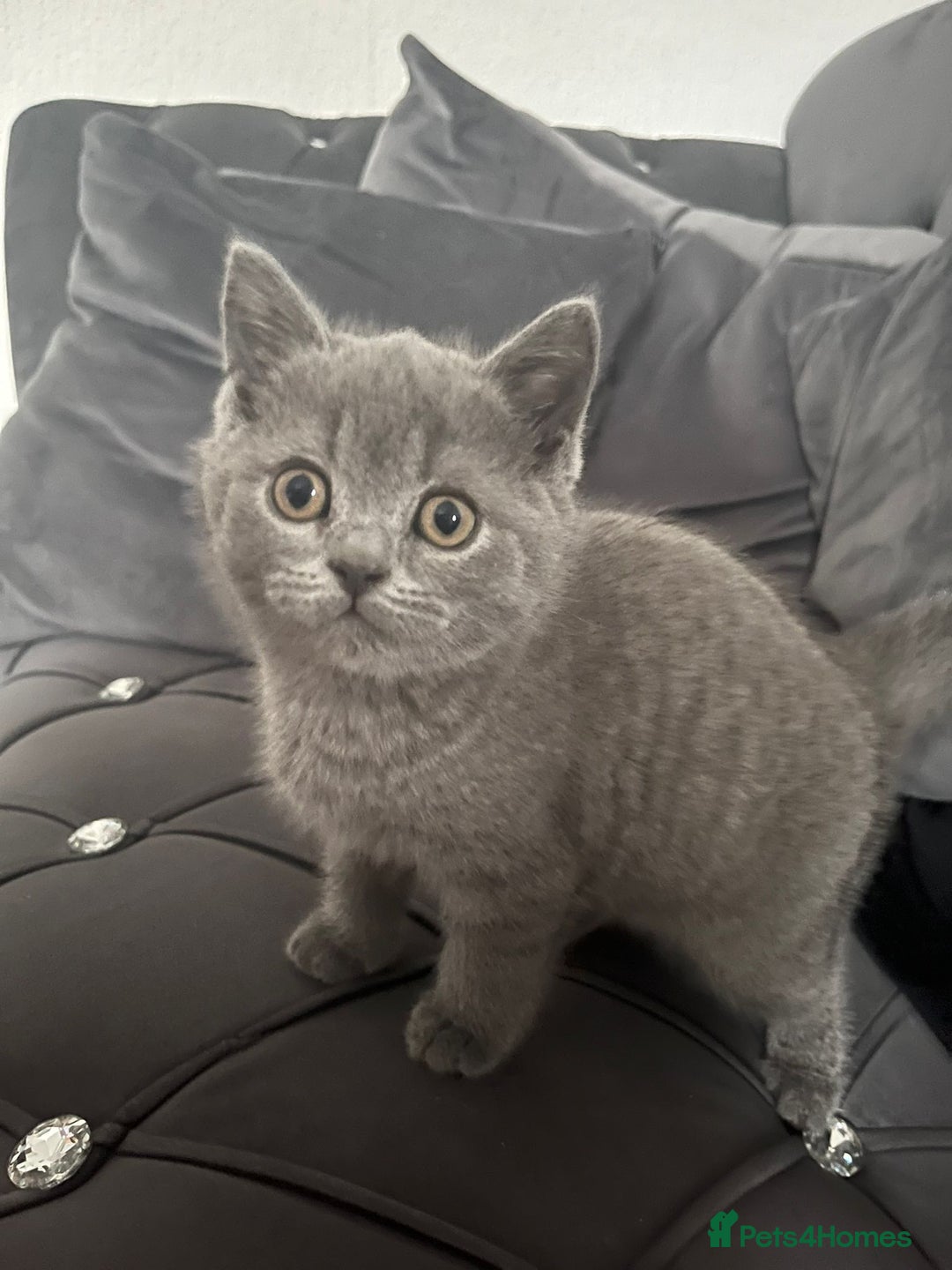 British Shorthair cats for sale: British short hair boy - Image 4