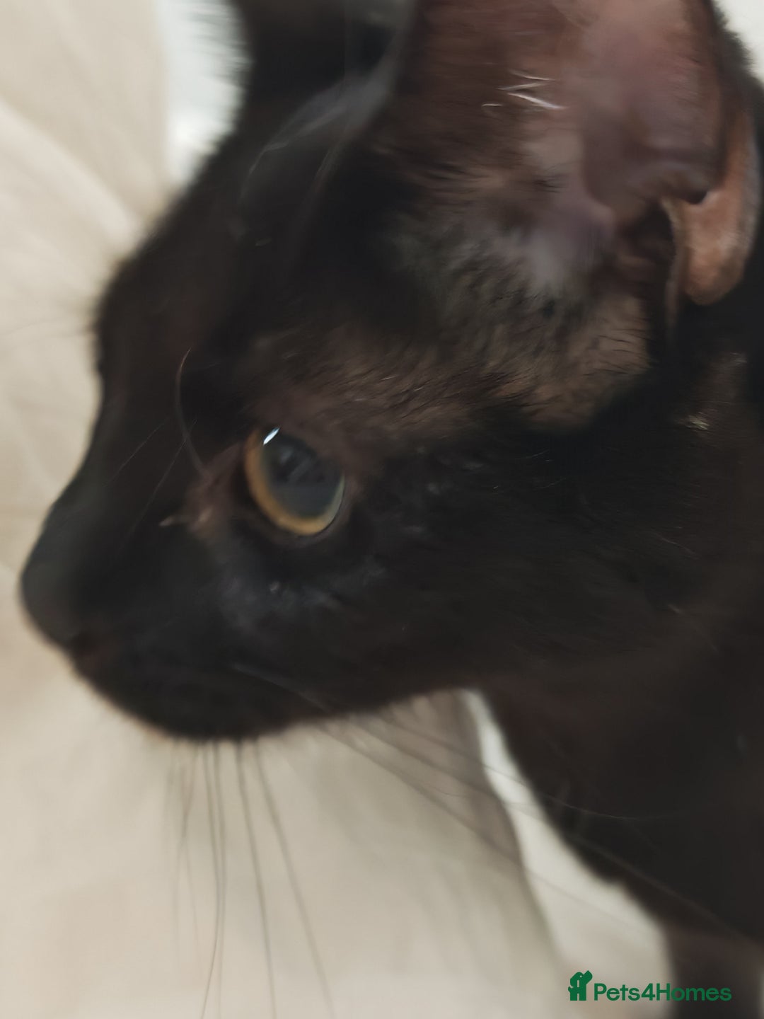 Mixed Breed cats for sale: Bonded pair of 1 year old kittens - Advert 5