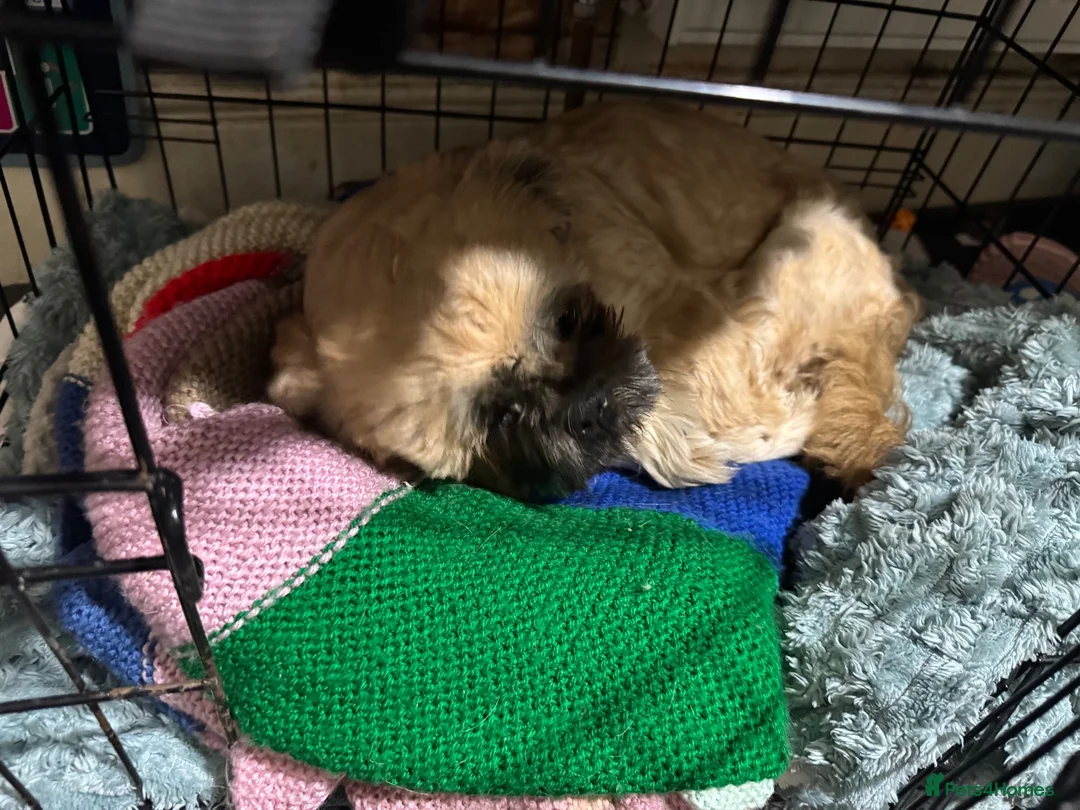 Mixed Breed dogs for sale: Dog needs to go ASAP in Derby - Advert 4