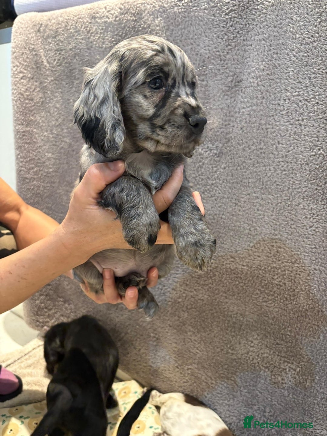 Cocker Spaniel dogs for sale: Pedigree show kc parents DNA health tested    - Advert 23