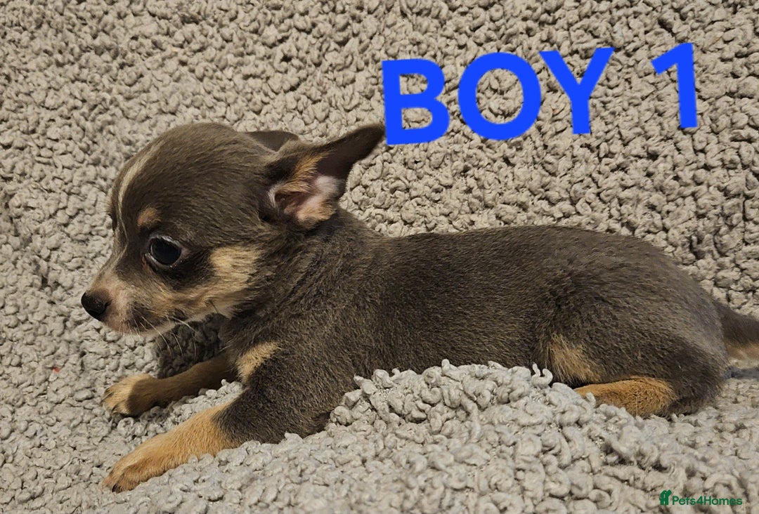 Chihuahua dogs for sale: Chihuahua puppies  - Advert 5