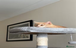 Mixed Breed cats for sale: Need Sitter for a cat - Image 3