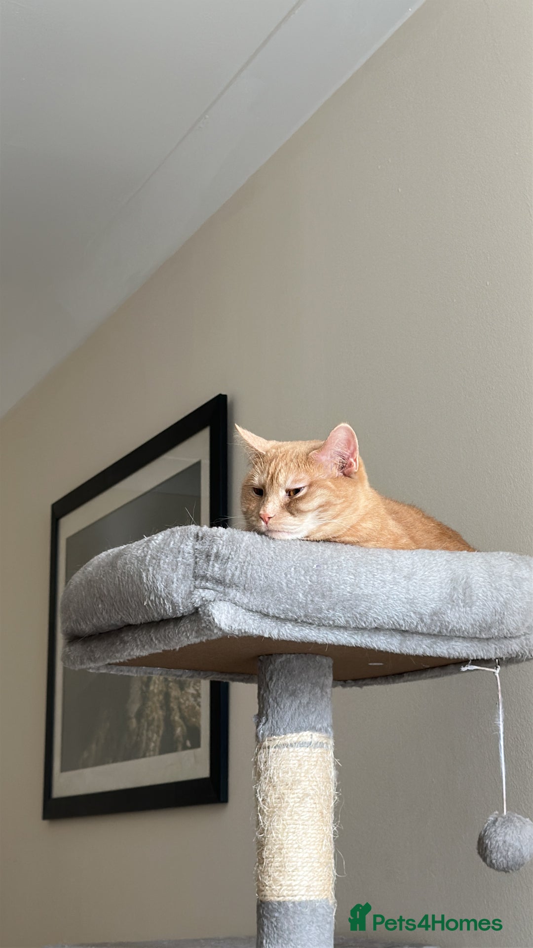 Mixed Breed cats for sale: Need Sitter for a cat - Image 3