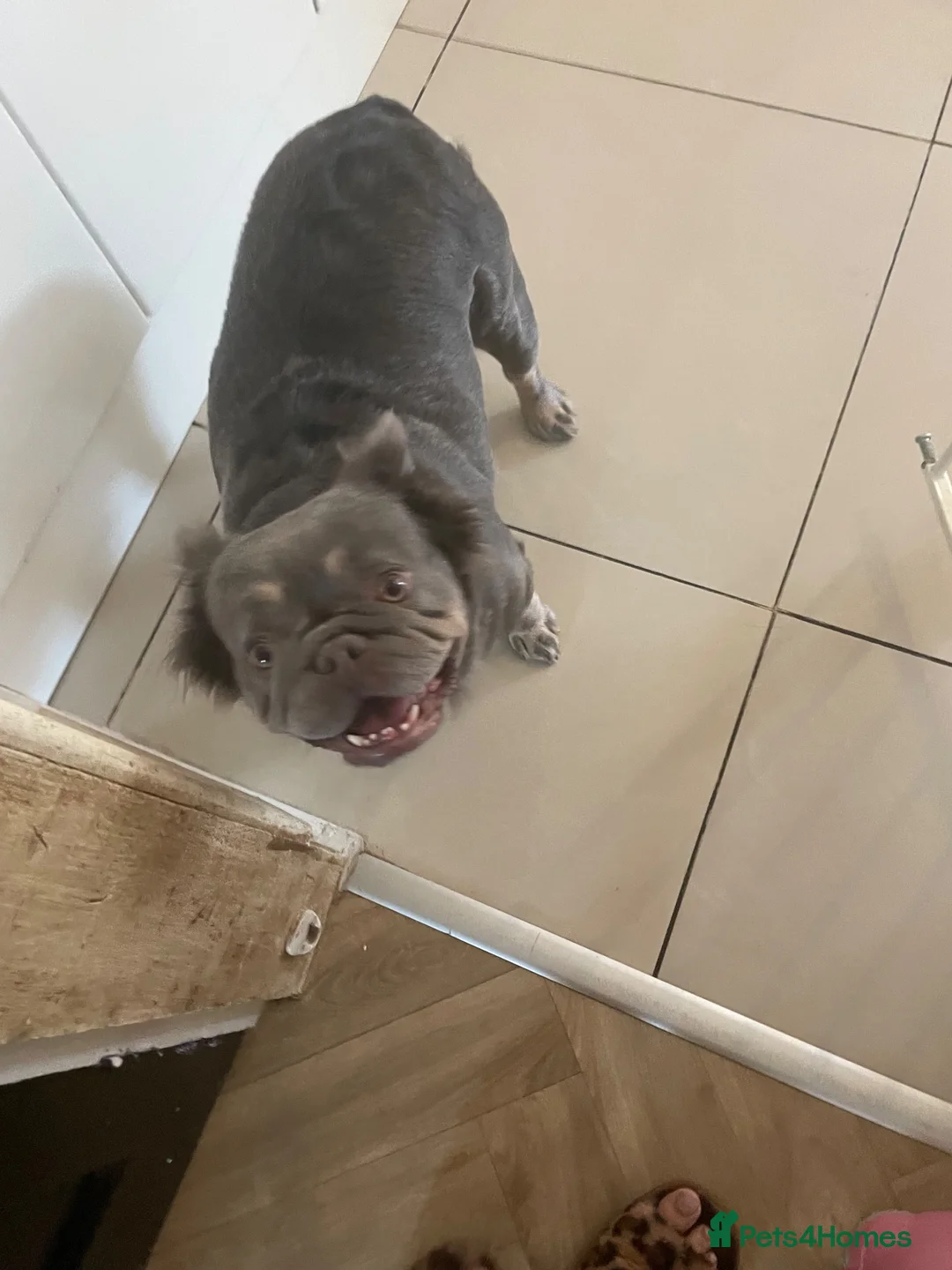 French Bulldog dogs for sale: Fluffy French bulldog  - Advert 3