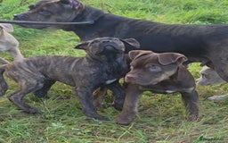 Mixed Breed dogs for sale: Cane Corso/Presa Canario Molloser dogs  - Image 6