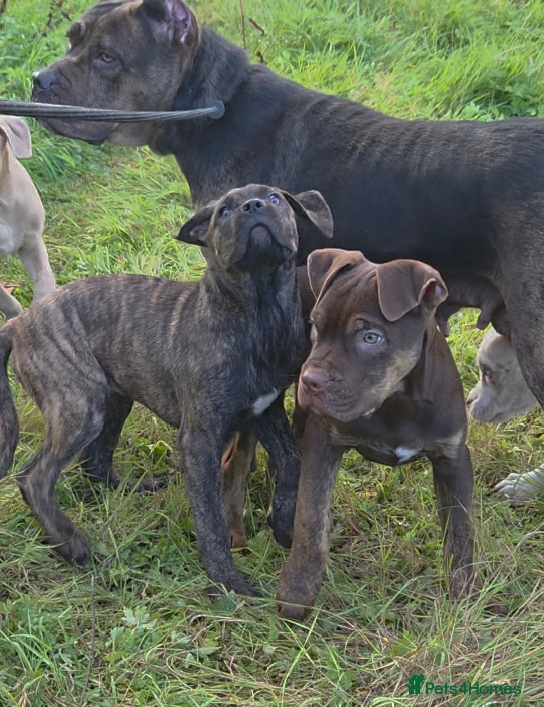 Mixed Breed dogs for sale: Cane Corso/Presa Canario Molloser dogs  - Image 6