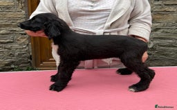 Afghan Hound dogs for sale: KC Registered Afghan Hound Puppies For Sale  - Image 3