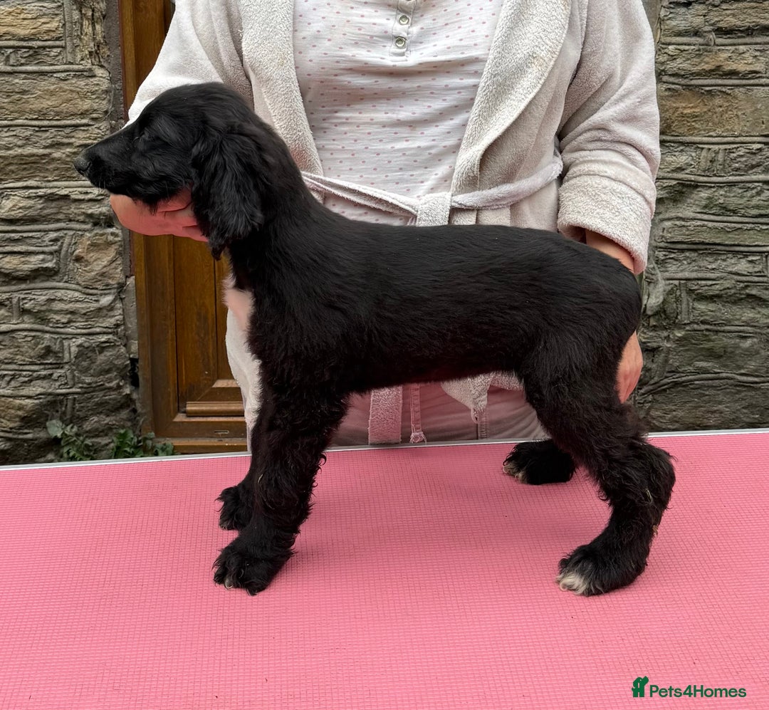 Afghan Hound dogs for sale: KC Registered Afghan Hound Puppies For Sale  - Image 3