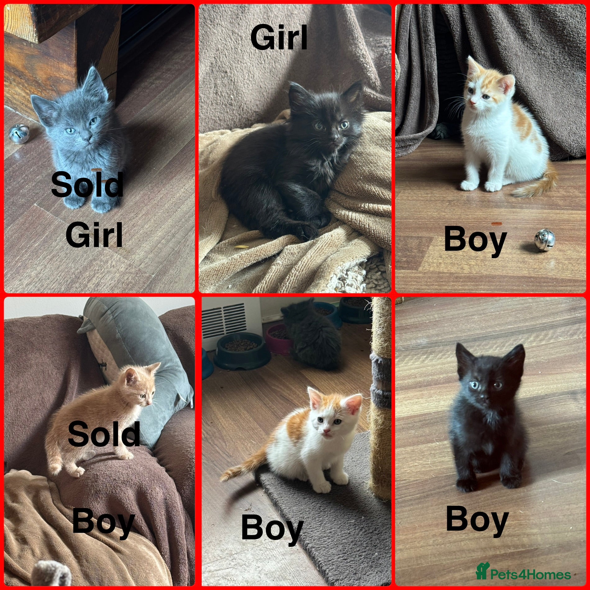 Mixed Breed cats 4 kittens left looking for new homes  - Advert 14