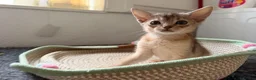 Abyssinian cats for sale: Gorgeous Abyssinian kittens - Advert 15