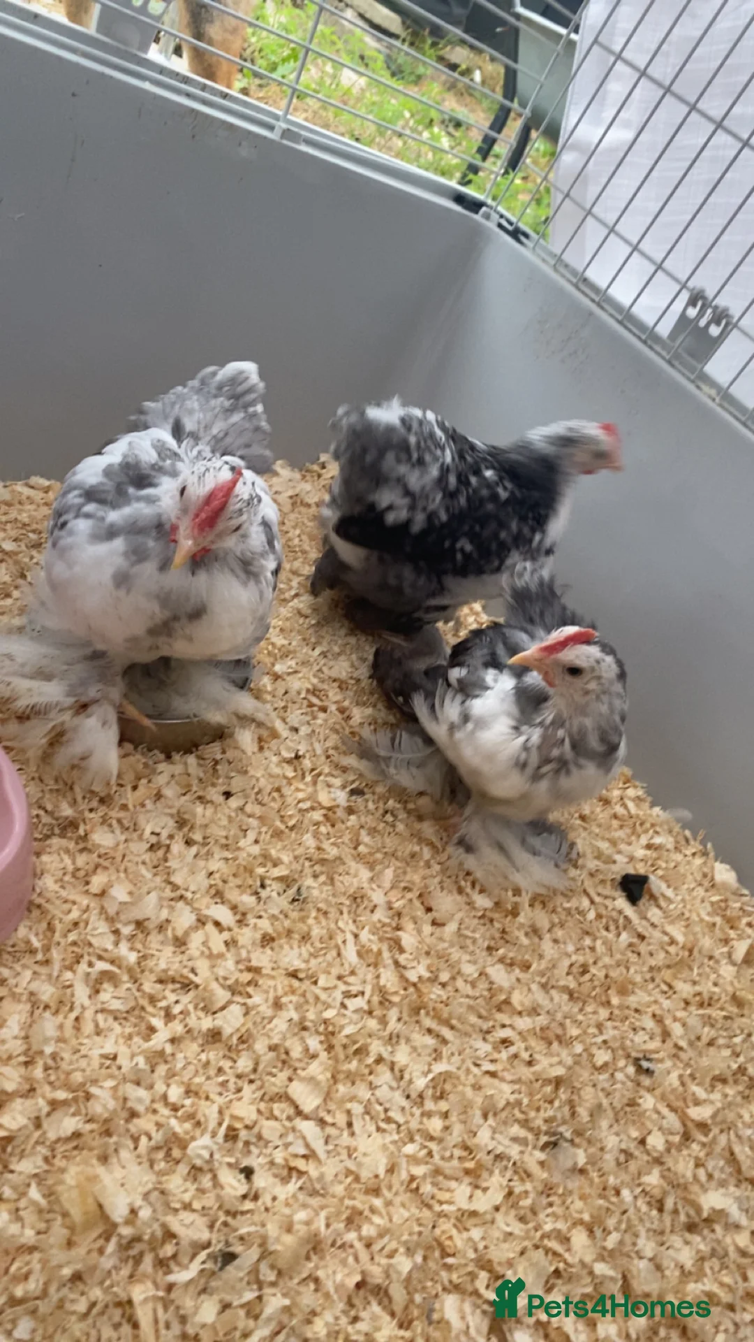Chickens poultry for sale: 2 stunning male chickens for sale  in Alfreton - Advert 1