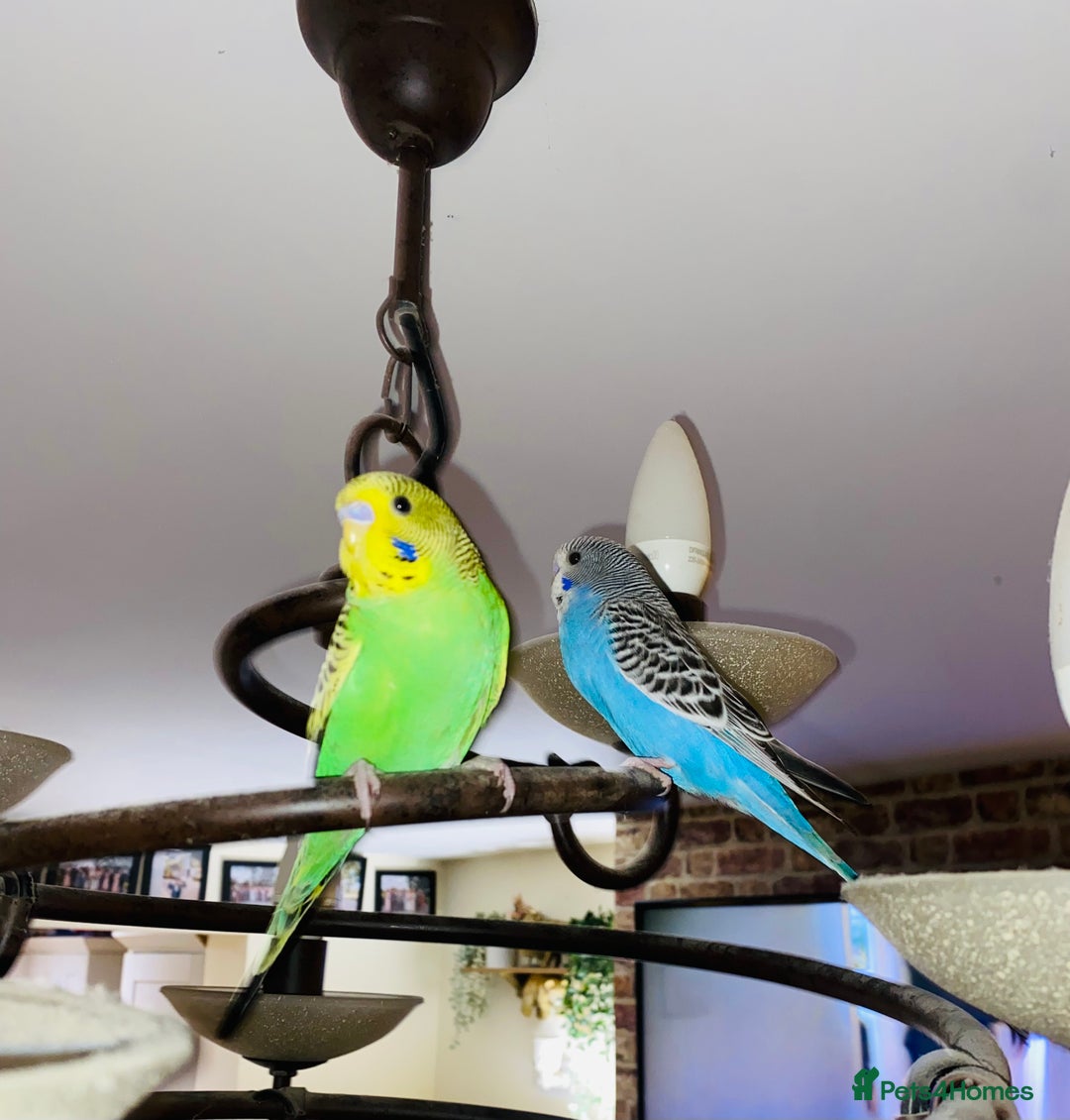 Budgerigars birds for sale: 2 baby budgies and stunning cage  - Image 7