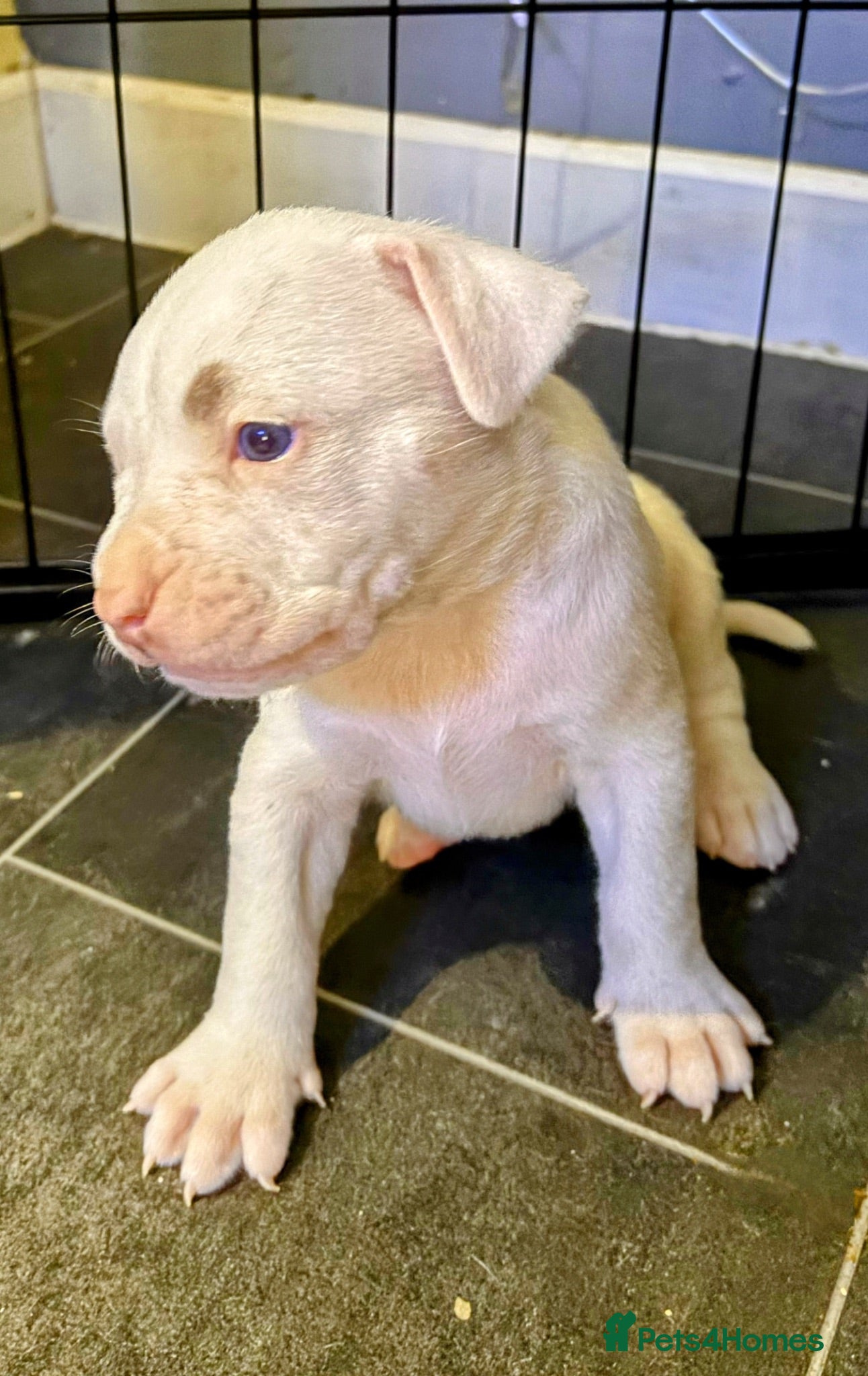 Mixed Breed dogs 1 BOY REMAINING Cane corso/Ambull/Amstaffpuppies  - Advert 18