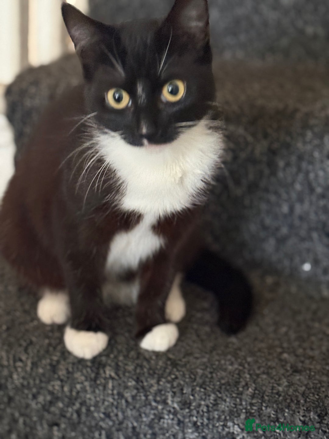 Mixed Breed cats for sale: Mix breed girl kitten - Advert 4