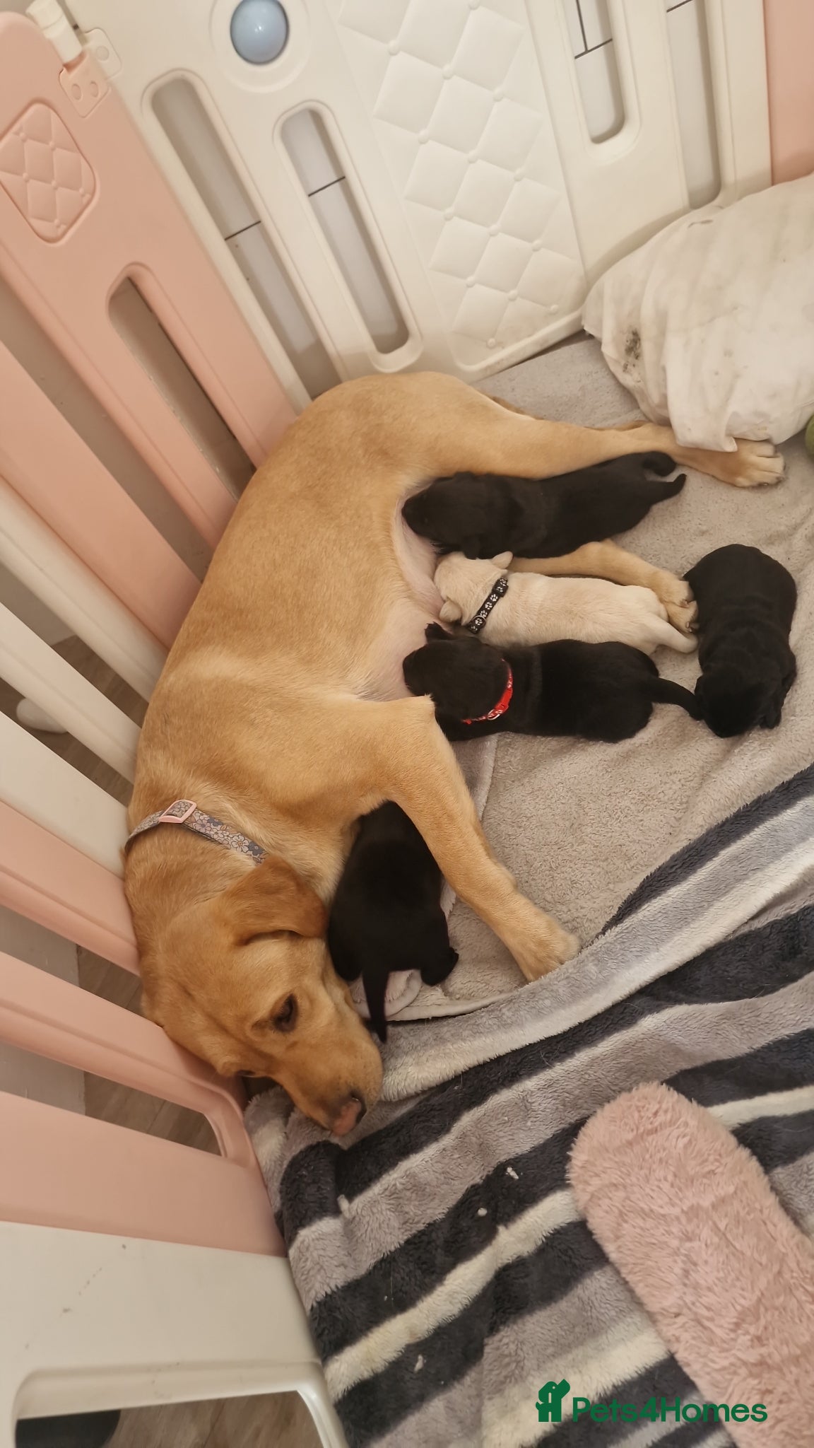 Labrador Retriever dogs for sale: Labradors for sale  - Advert 6