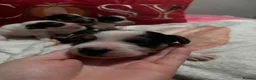 Mixed Breed dogs for sale: Gorgeous little Parson x Jack Russell babies  - Advert 7