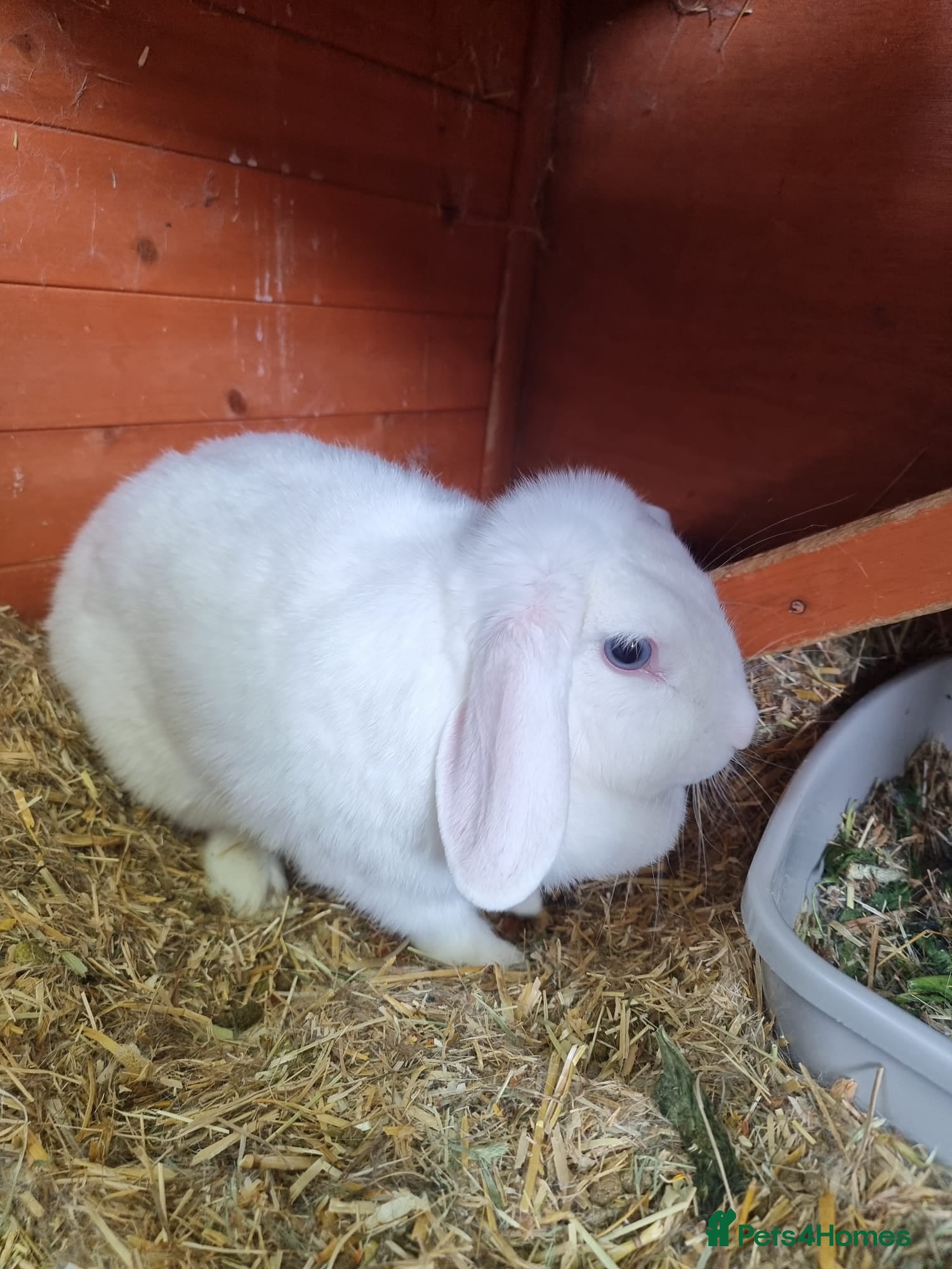 French Lop rabbits Adult rabbits to rehome - Advert 1