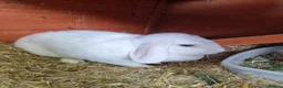 French Lop rabbits for sale: Adult rabbits to rehome in Crawley - Advert 1