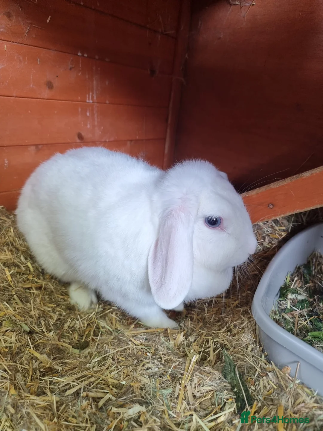 French Lop rabbits for sale: Adult rabbits to rehome in Crawley - Advert 1