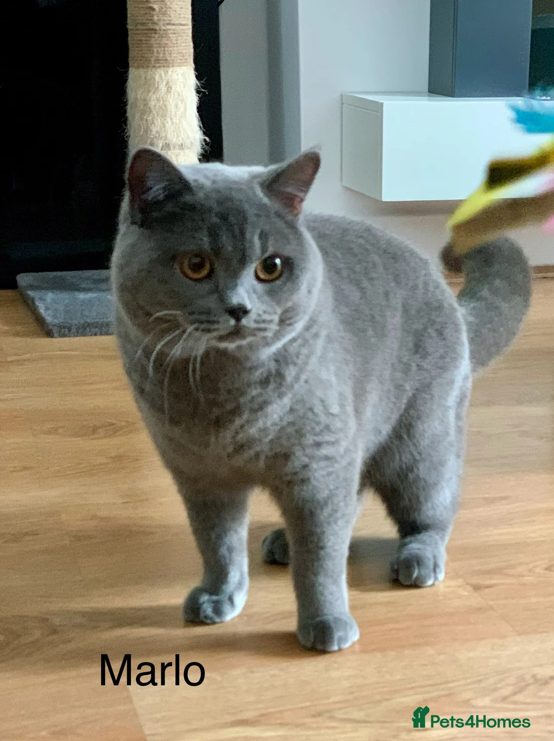 British Shorthair cats for stud: GCCF Active Reg BSH Blue Ch.l. 2 studs available  in Bolton - Advert 10