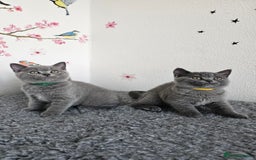 British Shorthair cats for sale: Gccf British Shorthair kittens  - Image 19