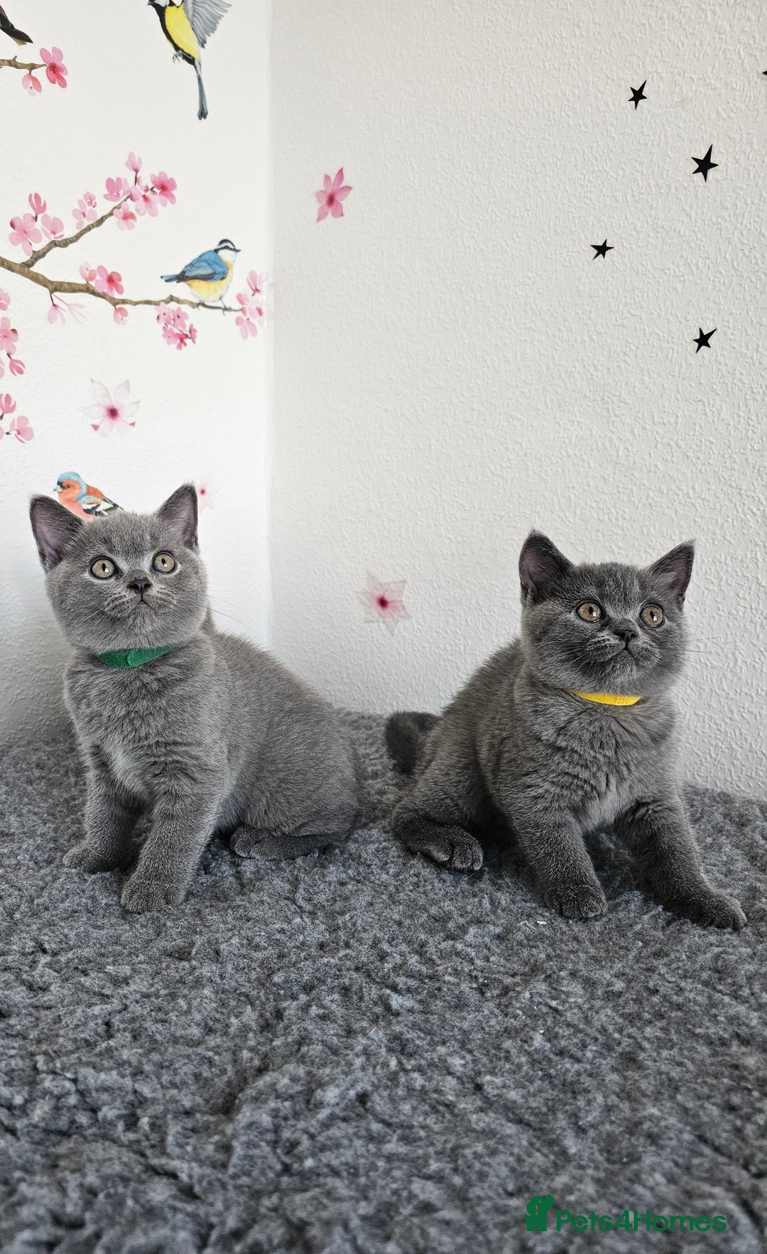 British Shorthair cats for sale: Gccf British Shorthair kittens  - Image 19