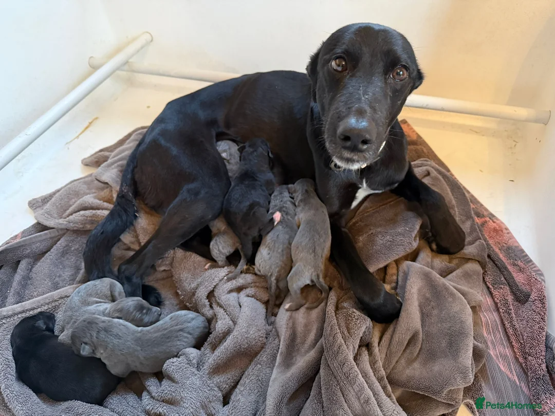 Lurcher dogs for sale: Bedlington lurcher whippets - Advert 1