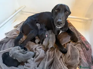 Lurcher dogs Bedlington lurcher whippets - Advert 1