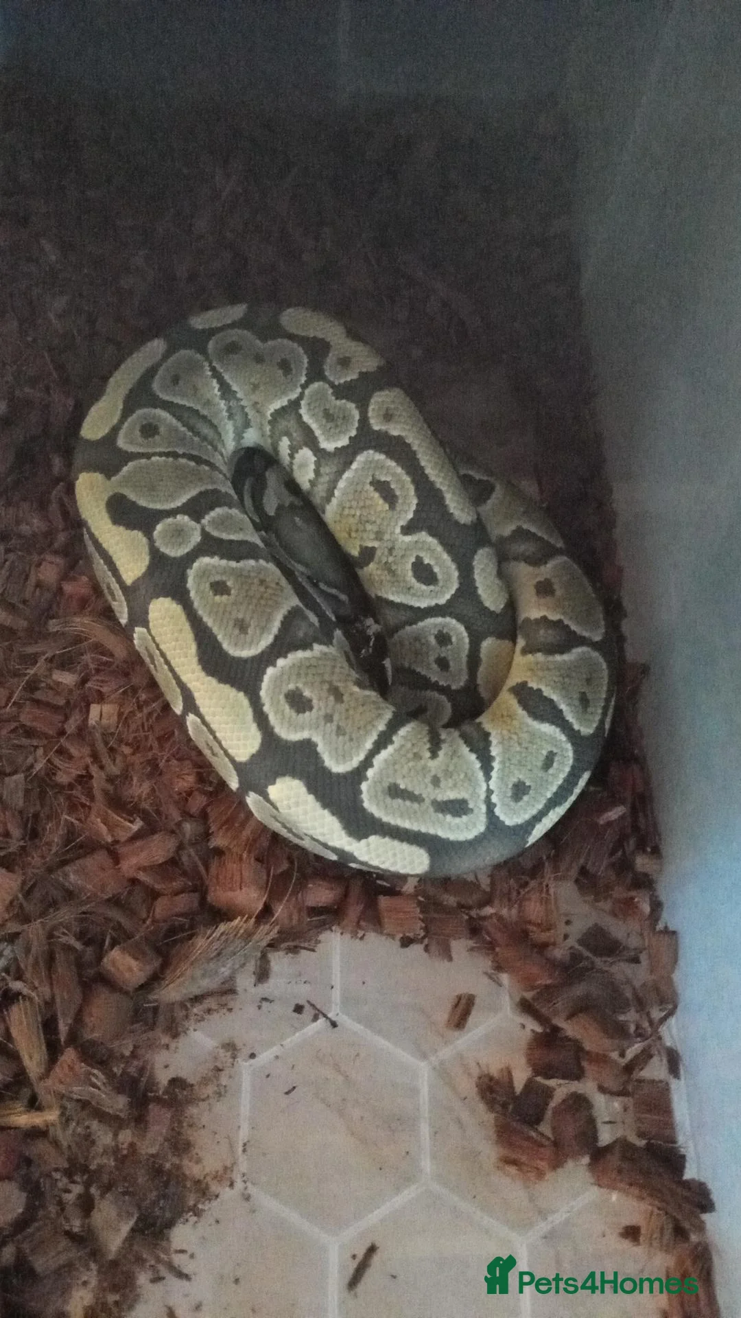 Mixed Breed reptiles for sale: Mix  replites available free delivery possible  - Advert 2