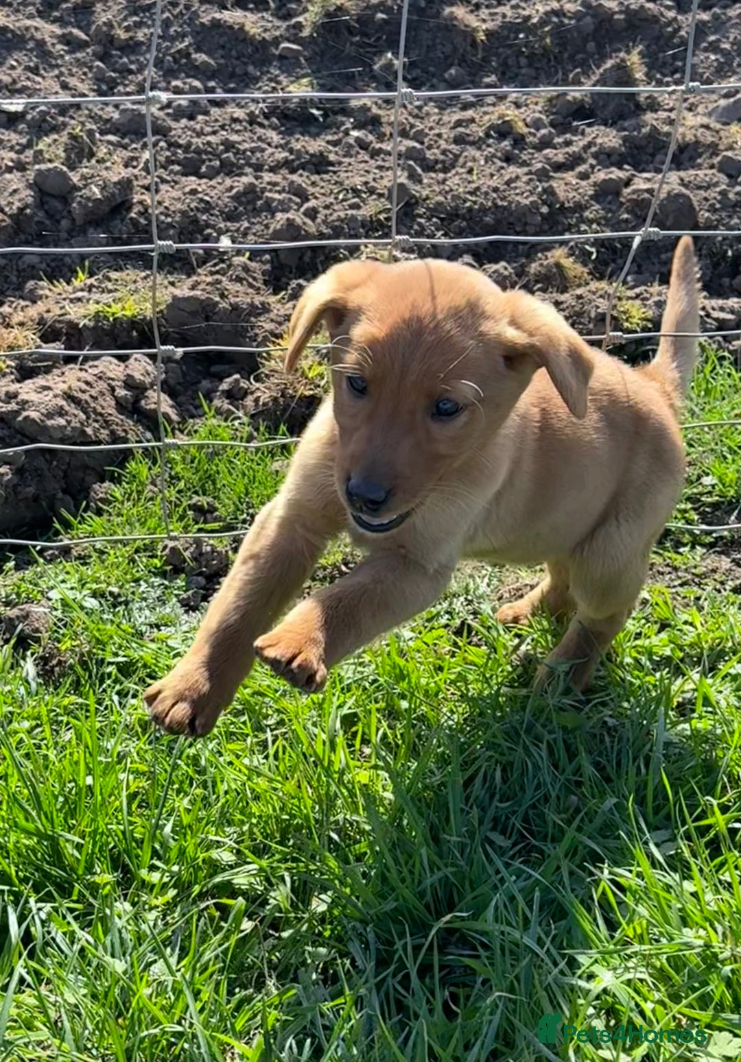 Labrador Retriever dogs for sale: 🧡Fabulous Chunky Boy🧡 - Image 8
