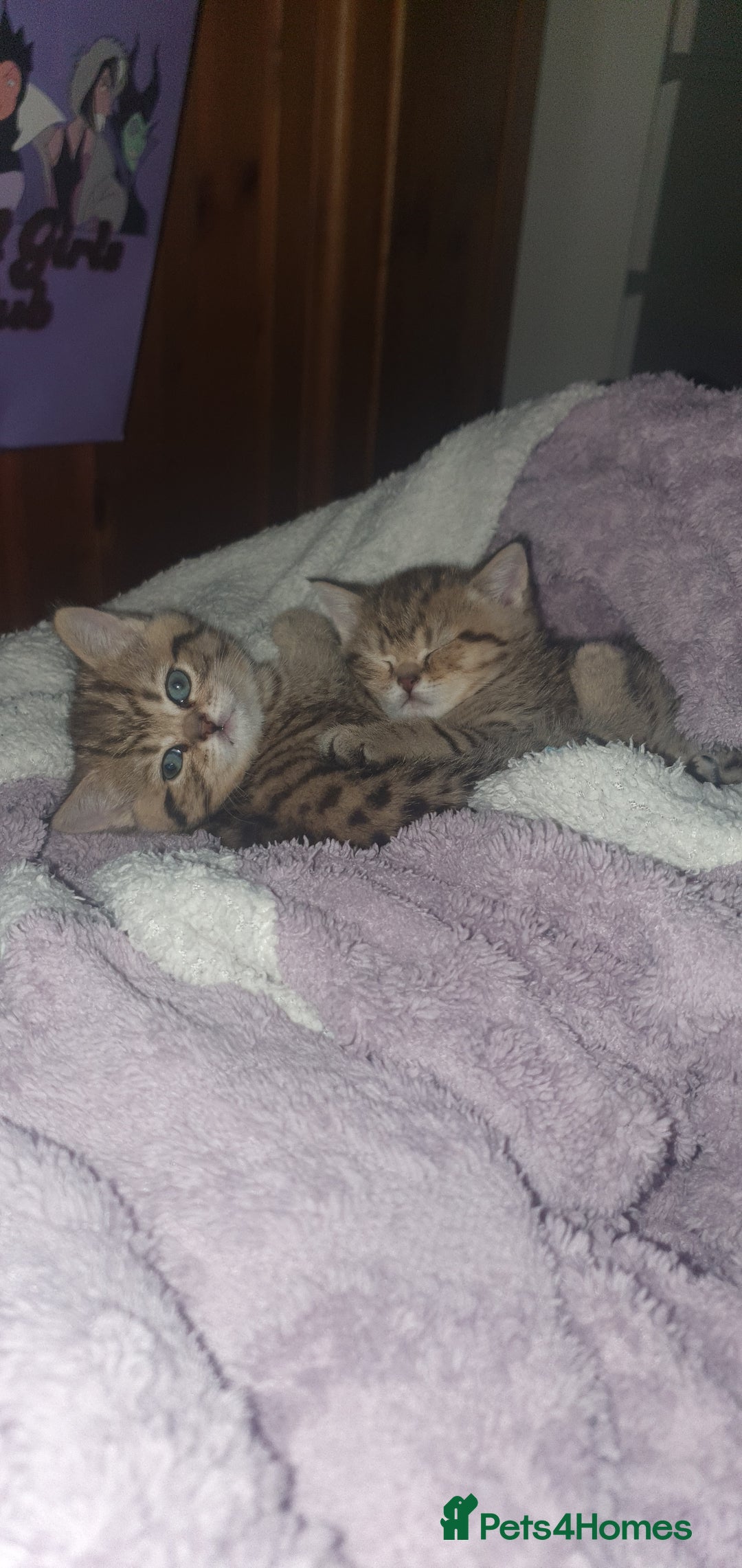 British Shorthair cats for sale: British Shorthair Black and Brown Golden Tabby ✨️  - Advert 10