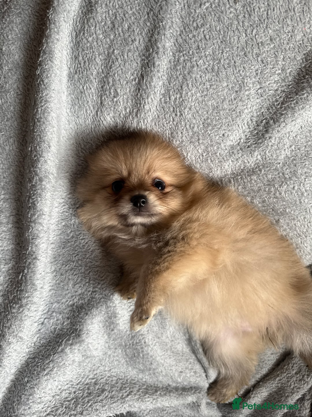Pomeranian dogs for sale: STUNNING mini Pomeranians  - Image 14